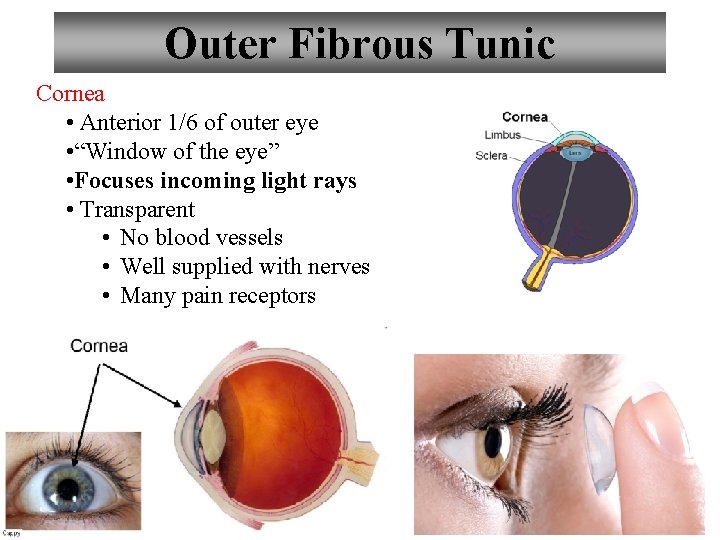 Outer Fibrous Tunic Cornea • Anterior 1/6 of outer eye • “Window of the