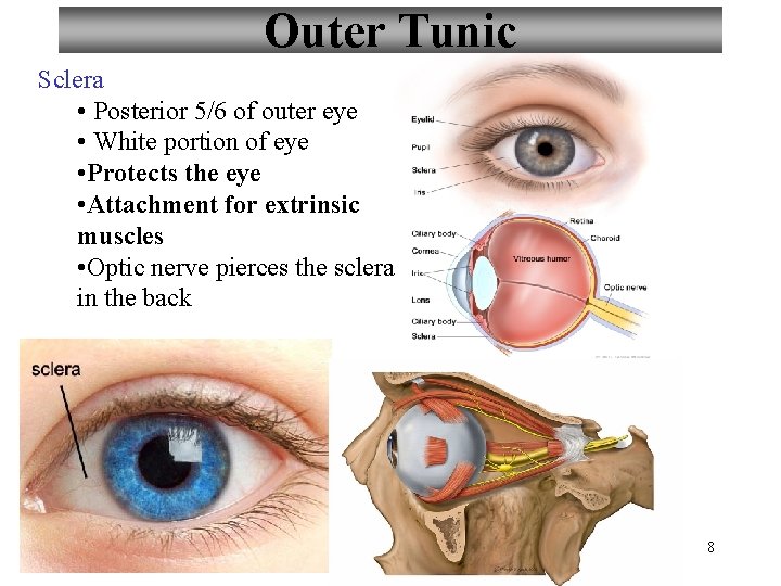 Outer Tunic Sclera • Posterior 5/6 of outer eye • White portion of eye