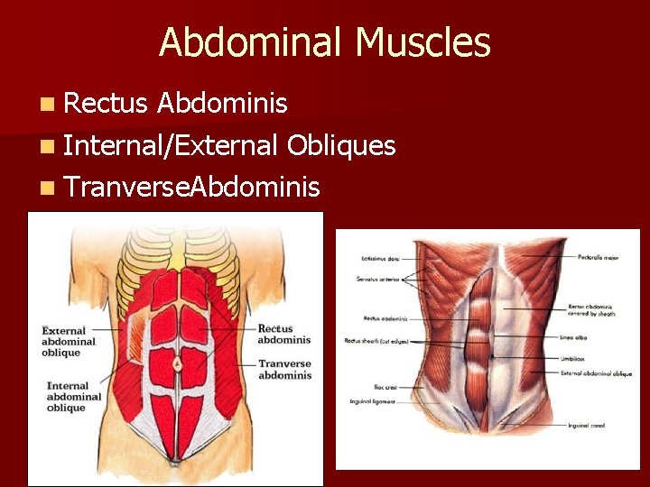 Abdominal Muscles n Rectus Abdominis n Internal/External Obliques n Tranverse. Abdominis 