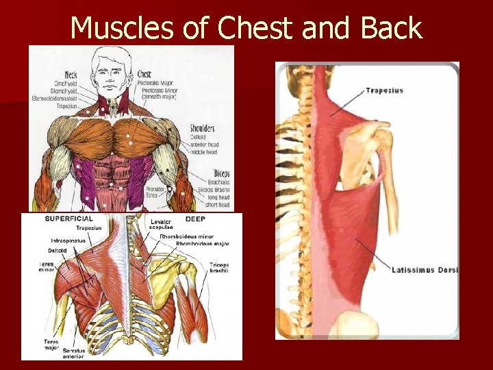 Muscles of Chest and Back 