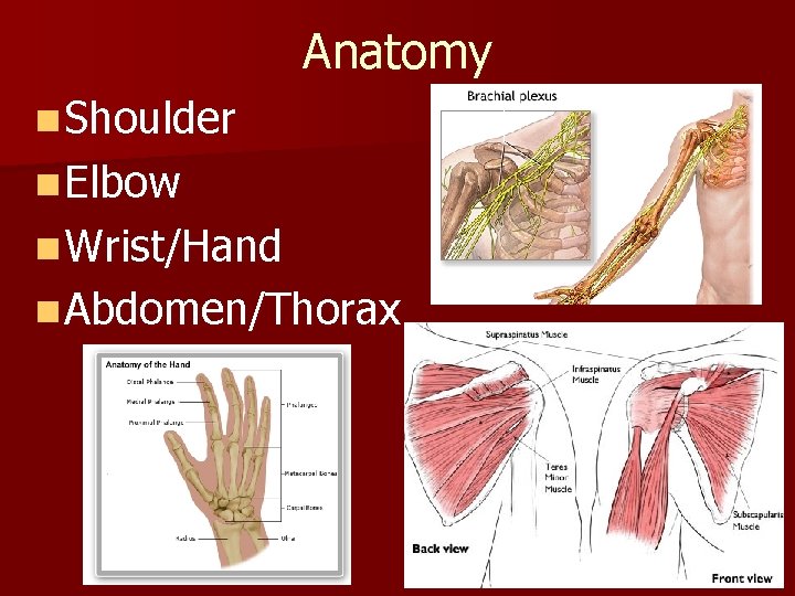 Anatomy n Shoulder n Elbow n Wrist/Hand n Abdomen/Thorax 