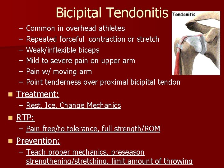 Bicipital Tendonitis – – – n Common in overhead athletes Repeated forceful contraction or