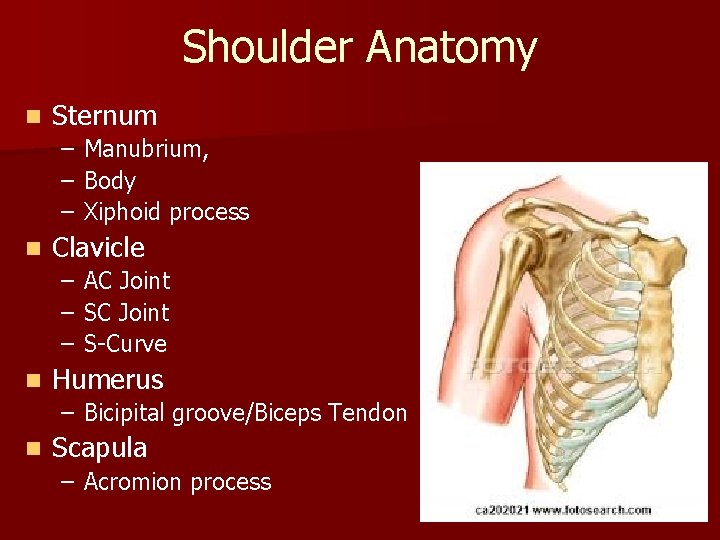 Shoulder Anatomy n Sternum – Manubrium, – Body – Xiphoid process n Clavicle –