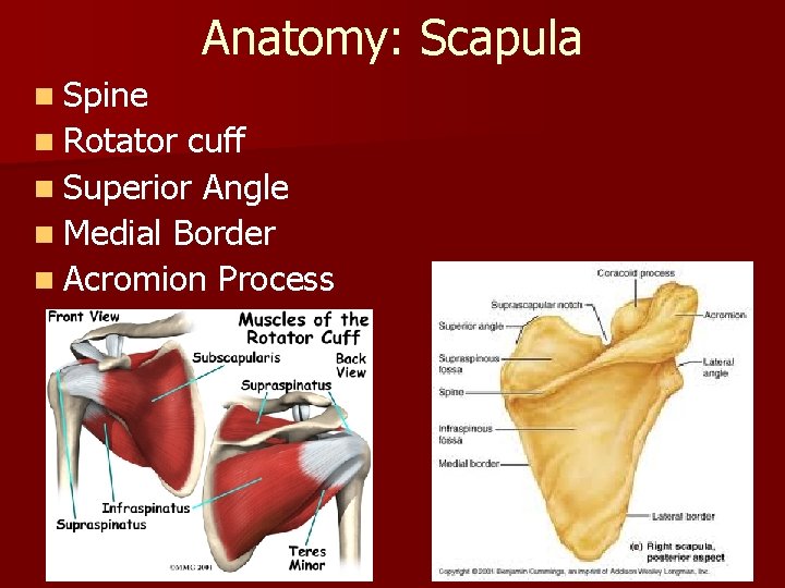 Anatomy: Scapula n Spine n Rotator cuff n Superior Angle n Medial Border n