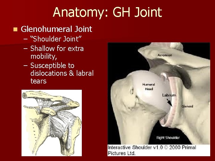 Anatomy: GH Joint n Glenohumeral Joint – “Shoulder Joint” – Shallow for extra mobility,