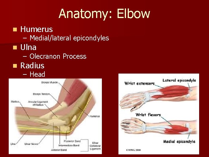 Anatomy: Elbow n Humerus n Ulna n Radius – Medial/lateral epicondyles – Olecranon Process