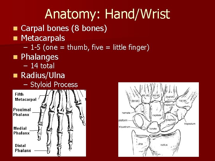 Anatomy: Hand/Wrist n n Carpal bones (8 bones) Metacarpals n Phalanges n Radius/Ulna –