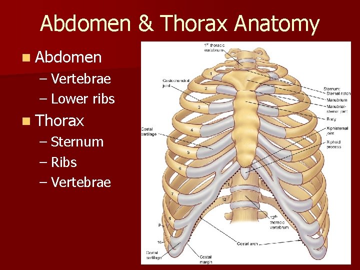 Abdomen & Thorax Anatomy n Abdomen – Vertebrae – Lower ribs n Thorax –