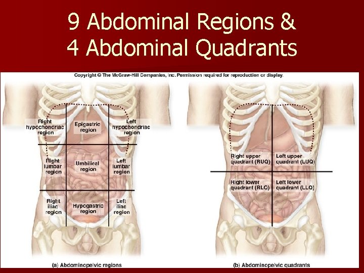 9 Abdominal Regions & 4 Abdominal Quadrants 