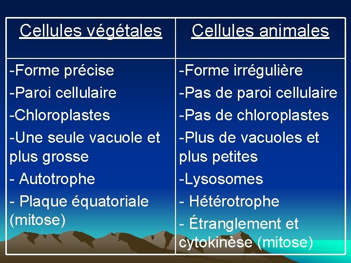 Cellules végétales -Forme précise -Paroi cellulaire -Chloroplastes -Une seule vacuole et plus grosse -