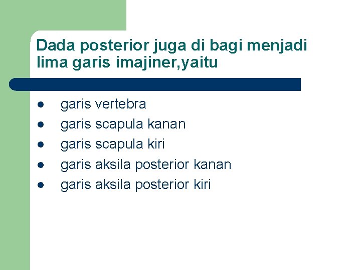 Dada posterior juga di bagi menjadi lima garis imajiner, yaitu l l l garis