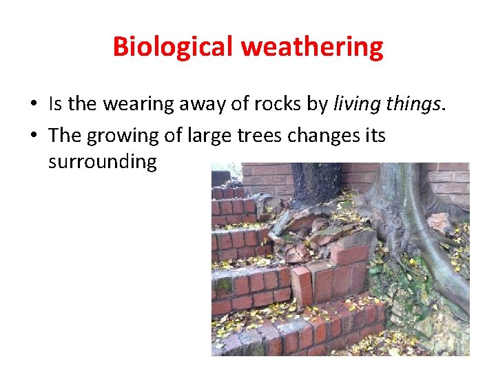 Biological weathering • Is the wearing away of rocks by living things. • The