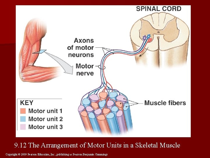 9. 12 The Arrangement of Motor Units in a Skeletal Muscle Copyright © 2009