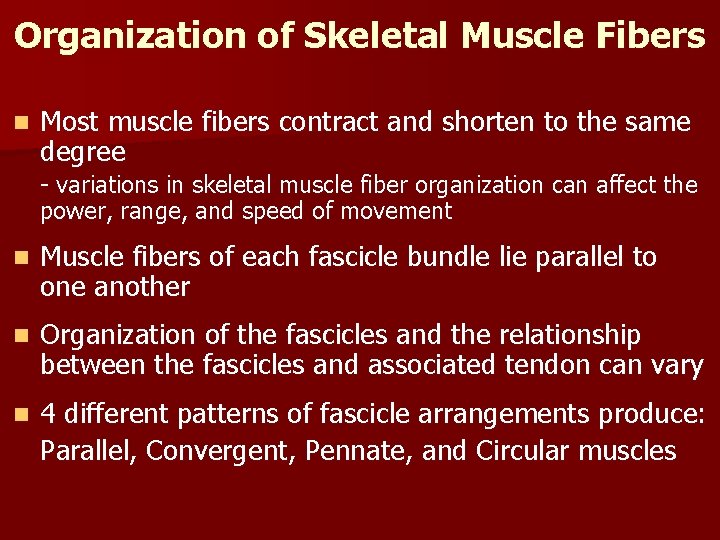 Organization of Skeletal Muscle Fibers n Most muscle fibers contract and shorten to the