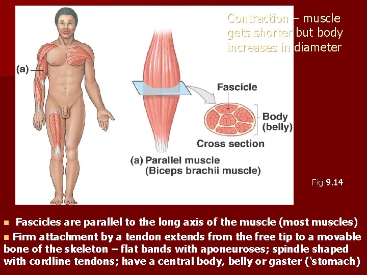 Contraction – muscle gets shorter but body increases in diameter Fig 9. 14 Fascicles