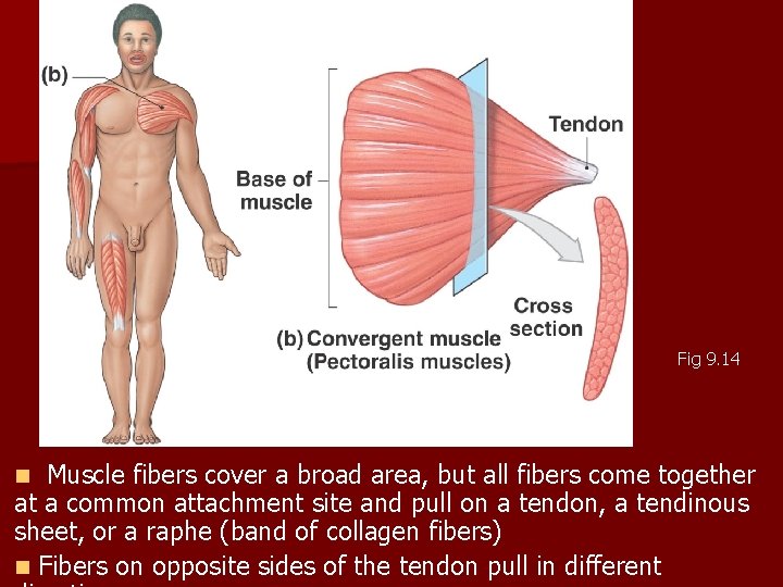 Fig 9. 14 Muscle fibers cover a broad area, but all fibers come together