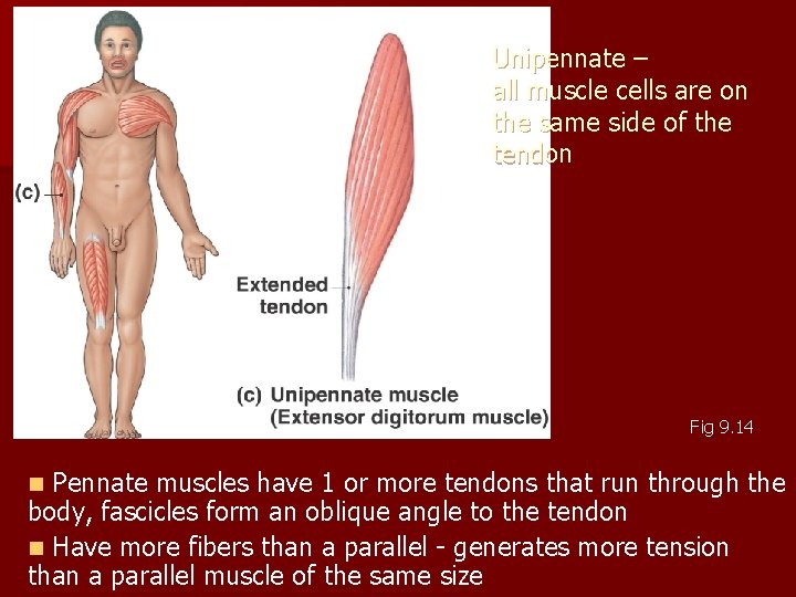 Unipennate – all muscle cells are on the same side of the tendon Fig