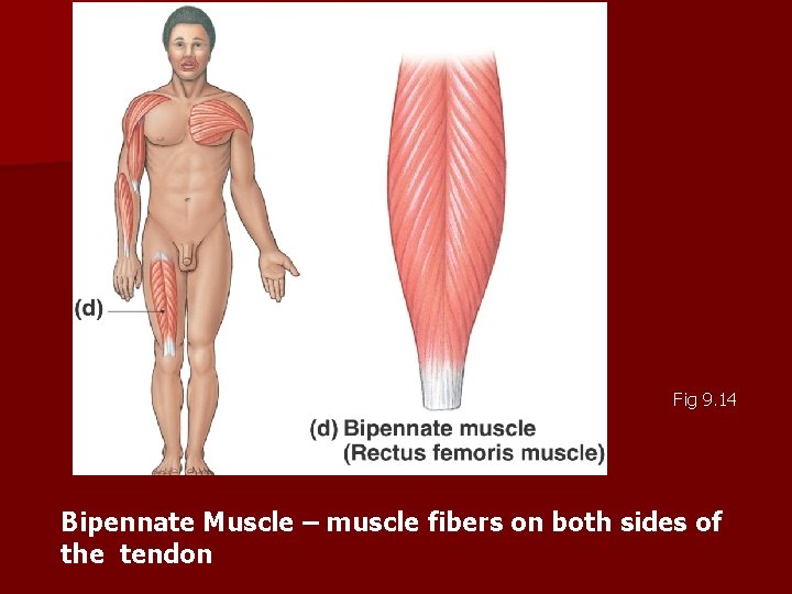 Fig 9. 14 Bipennate Muscle – muscle fibers on both sides of the tendon