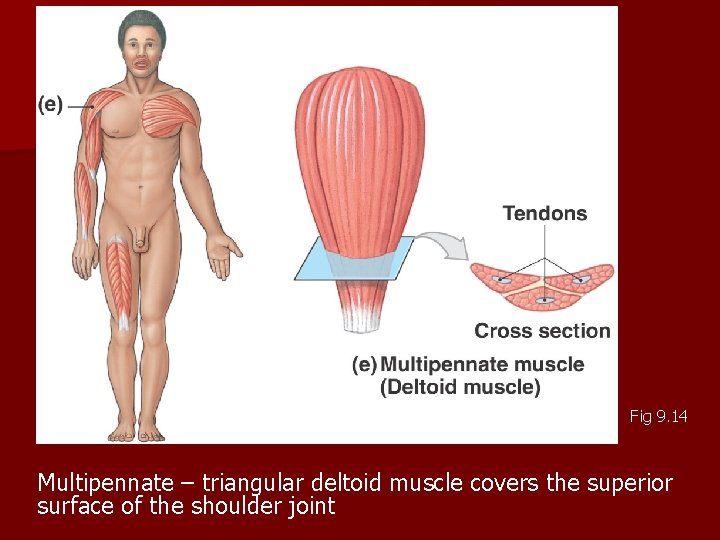 Fig 9. 14 Multipennate – triangular deltoid muscle covers the superior surface of the