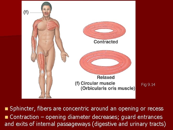 Fig 9. 14 Sphincter, fibers are concentric around an opening or recess n Contraction