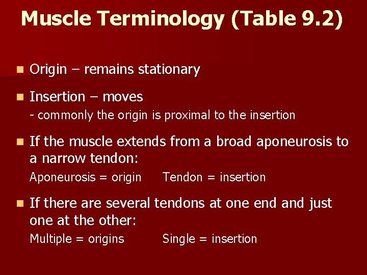 Muscle Terminology (Table 9. 2) n Origin – remains stationary n Insertion – moves