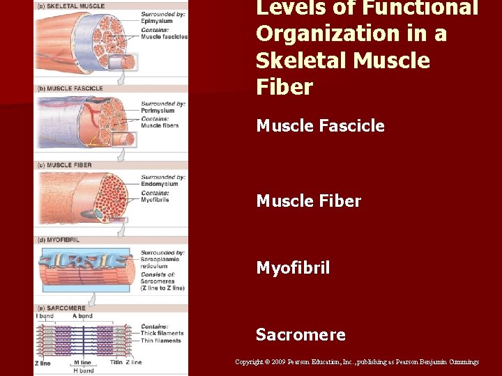 Levels of Functional Organization in a Skeletal Muscle Fiber Muscle Fascicle Muscle Fiber Myofibril