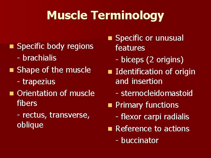 Muscle Terminology Specific body regions - brachialis n Shape of the muscle - trapezius