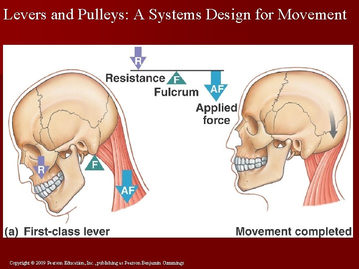Levers and Pulleys: A Systems Design for Movement Copyright © 2009 Pearson Education, Inc.