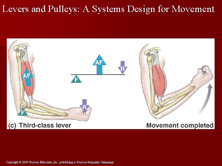 Levers and Pulleys: A Systems Design for Movement Copyright © 2009 Pearson Education, Inc.