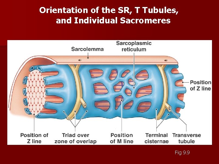 Orientation of the SR, T Tubules, and Individual Sacromeres Fig 9. 9 