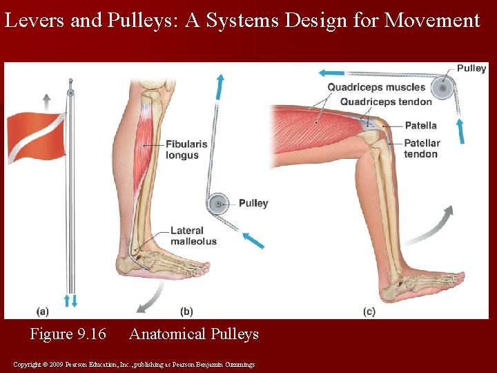 Levers and Pulleys: A Systems Design for Movement Figure 9. 16 Anatomical Pulleys Copyright