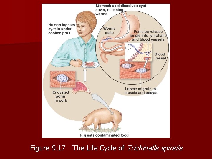 Figure 9. 17 The Life Cycle of Trichinella spiralis 