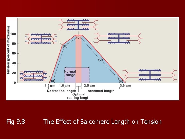 Fig 9. 8 The Effect of Sarcomere Length on Tension 