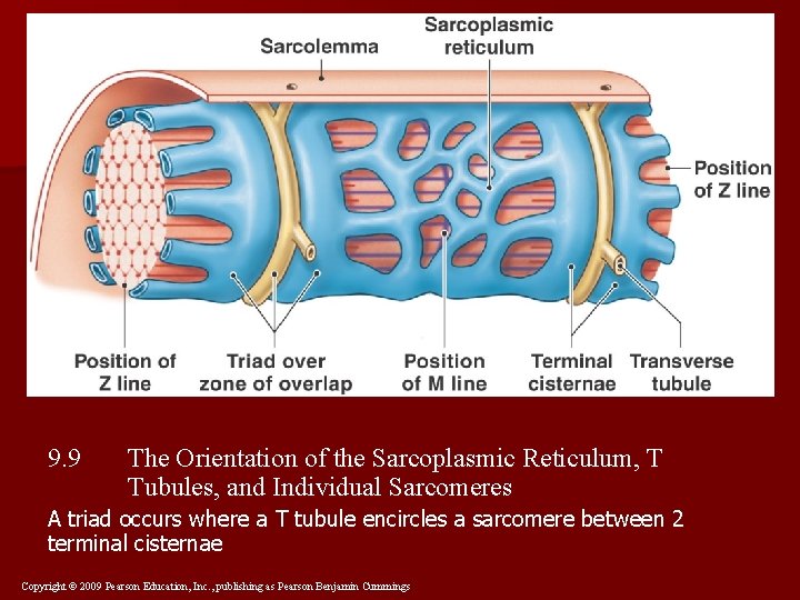 9. 9 The Orientation of the Sarcoplasmic Reticulum, T Tubules, and Individual Sarcomeres A