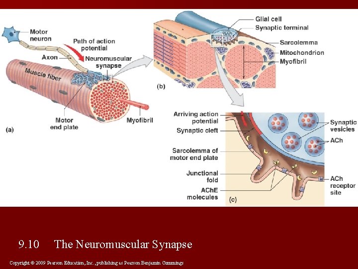 9. 10 The Neuromuscular Synapse Copyright © 2009 Pearson Education, Inc. , publishing as