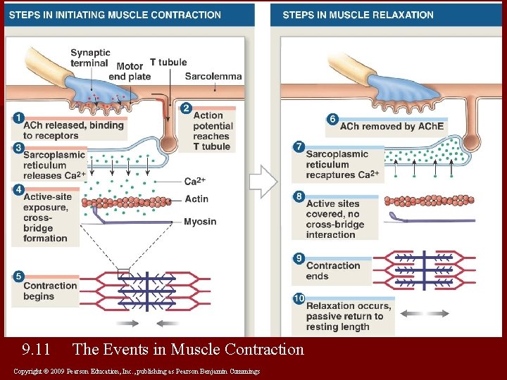 9. 11 The Events in Muscle Contraction Copyright © 2009 Pearson Education, Inc. ,