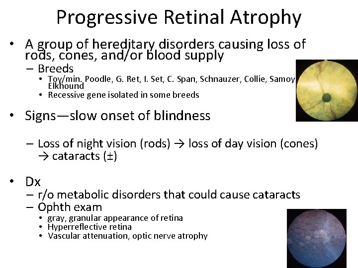 Progressive Retinal Atrophy • A group of hereditary disorders causing loss of rods, cones,