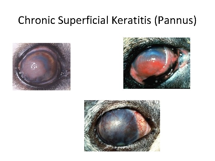 Chronic Superficial Keratitis (Pannus) 