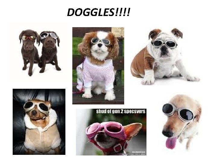 DOGGLES!!!! 