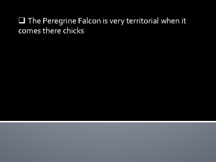 q The Peregrine Falcon is very territorial when it comes there chicks 