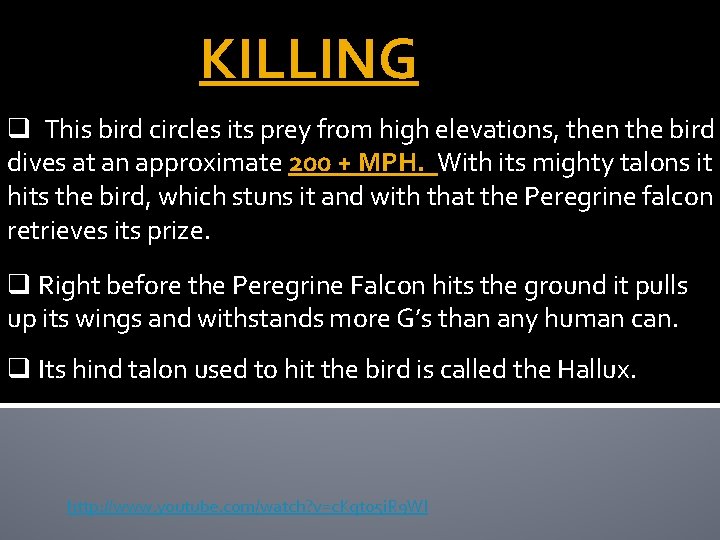 KILLING q This bird circles its prey from high elevations, then the bird dives