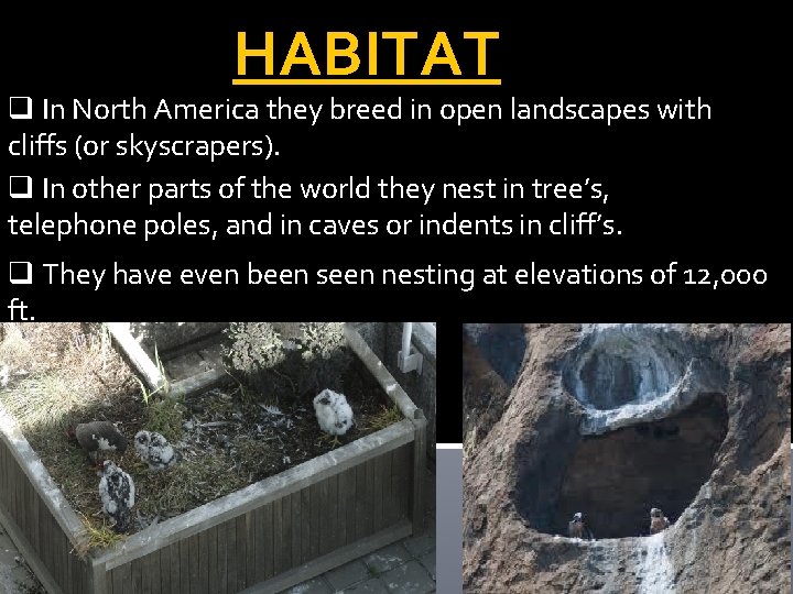 HABITAT q In North America they breed in open landscapes with cliffs (or skyscrapers).