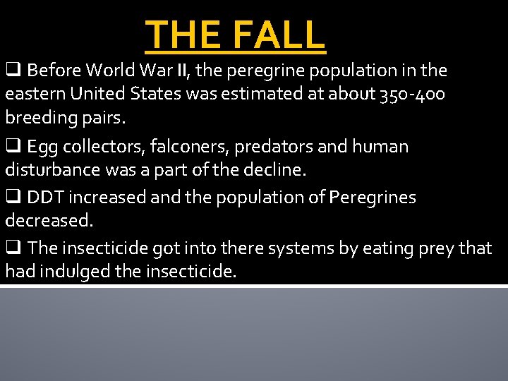 THE FALL q Before World War II, the peregrine population in the eastern United