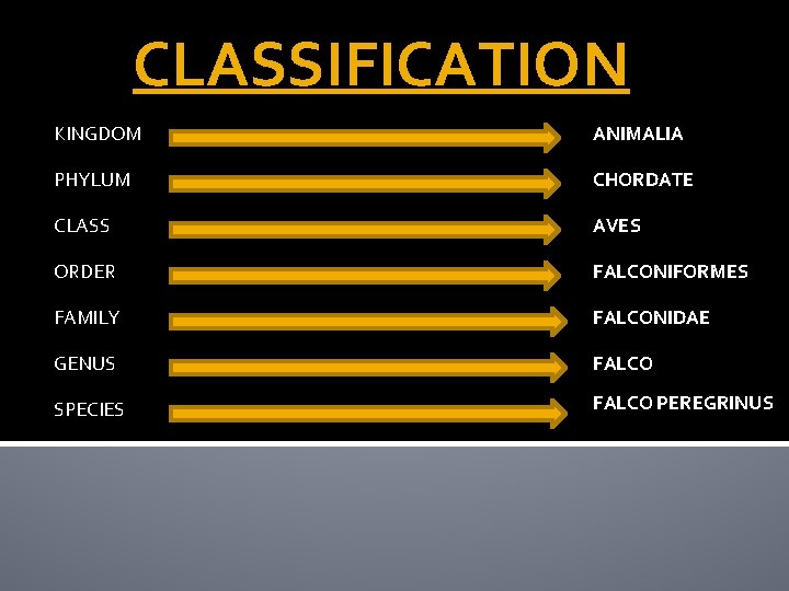 CLASSIFICATION KINGDOM ANIMALIA PHYLUM CHORDATE CLASS AVES ORDER FALCONIFORMES FAMILY FALCONIDAE GENUS FALCO SPECIES