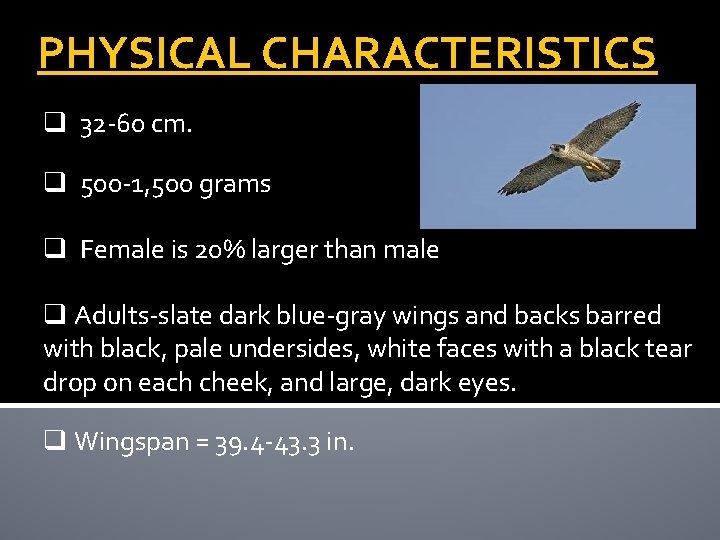 PHYSICAL CHARACTERISTICS q 32 -60 cm. q 500 -1, 500 grams q Female is