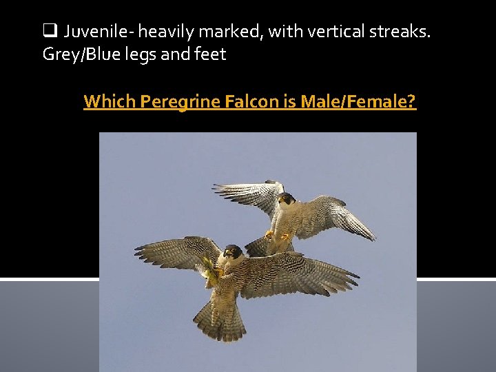 q Juvenile- heavily marked, with vertical streaks. Grey/Blue legs and feet Which Peregrine Falcon