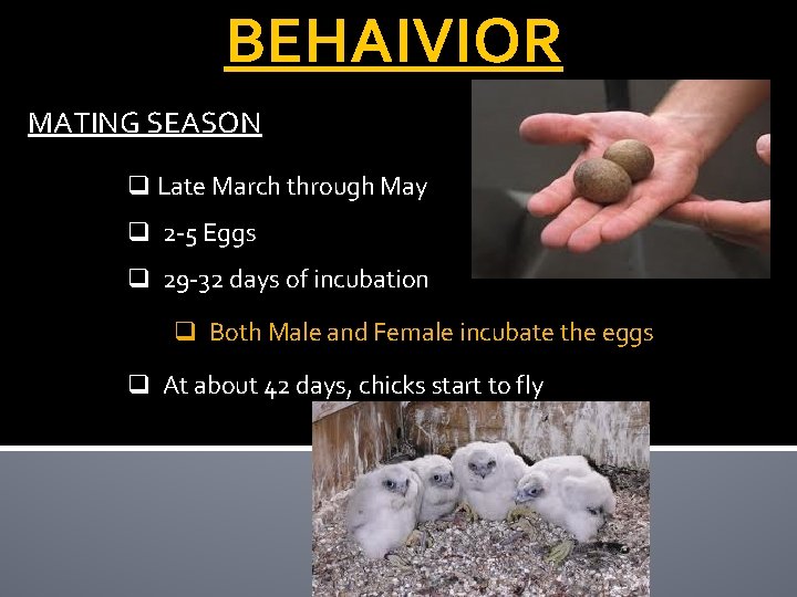 BEHAIVIOR MATING SEASON q Late March through May q 2 -5 Eggs q 29