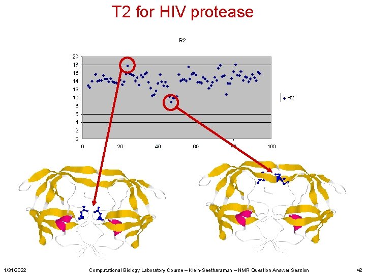 T 2 for HIV protease 1/31/2022 Computational Biology Laboratory Course – Klein-Seetharaman – NMR