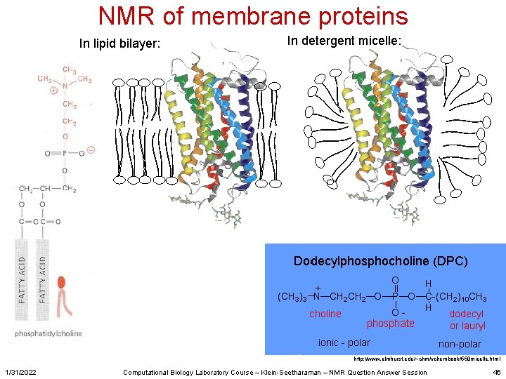 NMR of membrane proteins In lipid bilayer: In detergent micelle: http: //www. elmhurst. edu/~chm/vchembook/558