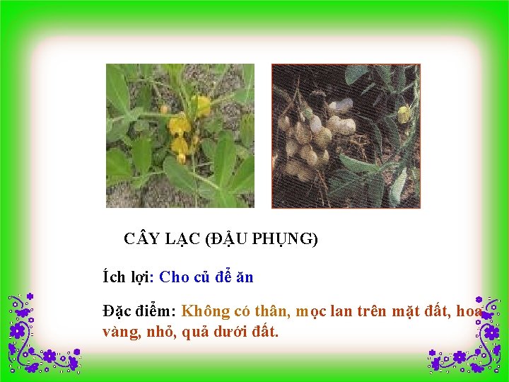 C Y LẠC (ĐẬU PHỤNG) Ích lợi: Cho củ để ăn Đặc điểm: Không